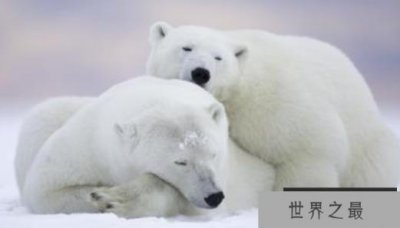 北极生活着哪些动物,生活在北极的12种动物