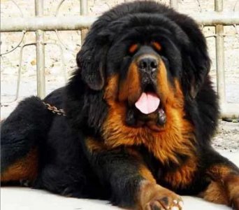 世界十大名犬排行榜(第一名竟然是它)