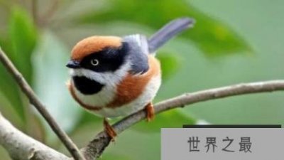 世界上最邪恶的四大动物,僵尸鸟专吃动物大脑