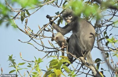 缅甸发现猴子新物种:波巴叶猴Trachypithecus popa 野外数量仅有200到250只