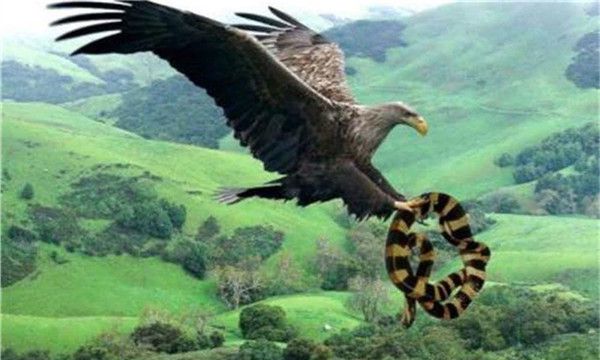 阿根廷巨鹰（十分庞大几乎能够统治整个世界）(3)_