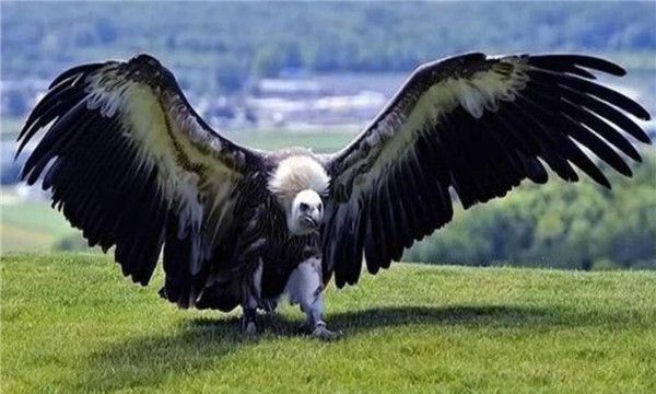 阿根廷巨鹰（十分庞大几乎能够统治整个世界）(2)_