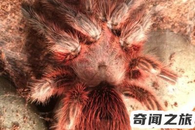 红玫瑰蜘蛛能活几年(红玫瑰蜘蛛的寿命有多长)