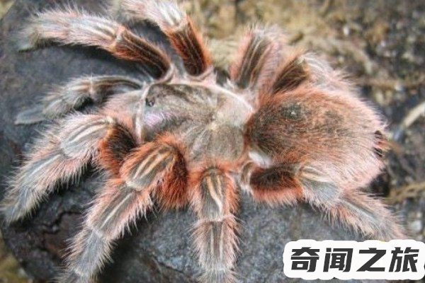 红玫瑰蜘蛛能活几年(红玫瑰蜘蛛的寿命有多长)(4)_