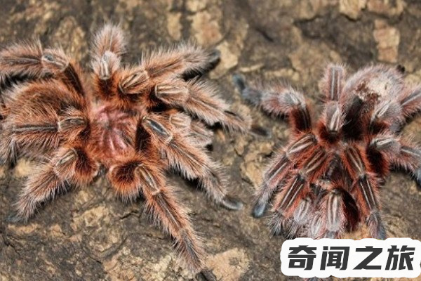 红玫瑰蜘蛛能活几年(红玫瑰蜘蛛的寿命有多长)(3)_