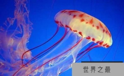 世界上最大的水母叫什么名字?北极霞水母