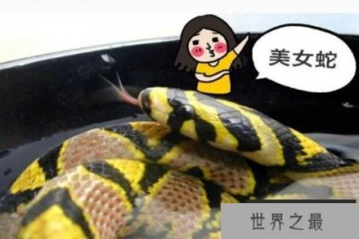 美女蛇是真的吗 美女蛇是什么品种(玉斑锦蛇)