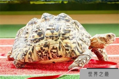 世界上爬行最快的乌龟 6分钟可以爬完100米(贝尔蒂)