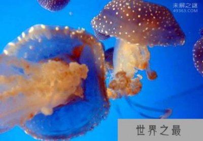 澳洲方水母到底有多毒?3分钟之内就会死亡?