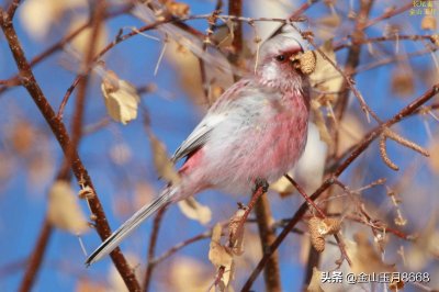 鸟儿问答之长尾雀