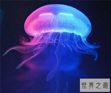 水母能吃吗 原来这样美味的菜竟然是水母