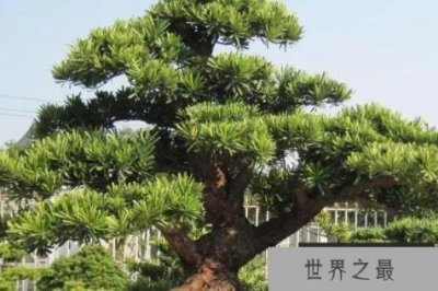 庭院十大吉祥树排名:银杏第二,罗汉松第一