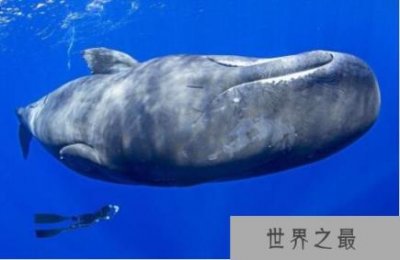世界上潜水时间最长的鲸,抹香鲸(它的粪便竟是龙涎香)