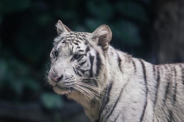 广州长隆到底哪个乐园好玩(广州长隆五大主题乐园怎么玩)(4)