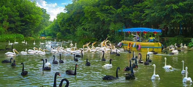 广州长隆到底哪个乐园好玩(广州长隆五大主题乐园怎么玩)(59)