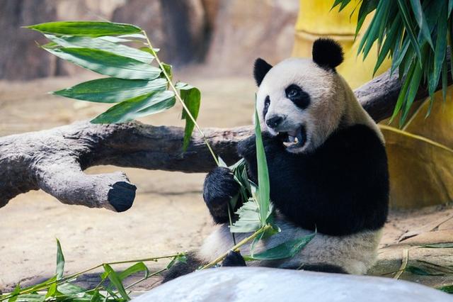 广州长隆到底哪个乐园好玩(广州长隆五大主题乐园怎么玩)(2)