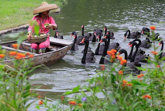 广州长隆到底哪个乐园好玩(广州长隆五大主题乐园怎么玩)(60)