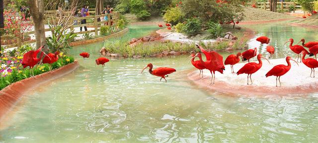 广州长隆到底哪个乐园好玩(广州长隆五大主题乐园怎么玩)(58)