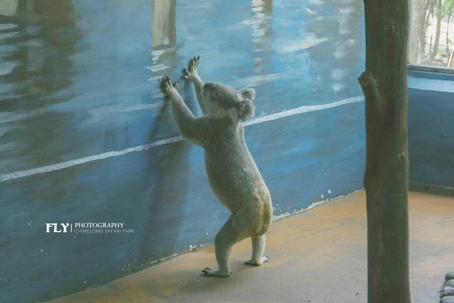 广州长隆到底哪个乐园好玩(广州长隆五大主题乐园怎么玩)(3)