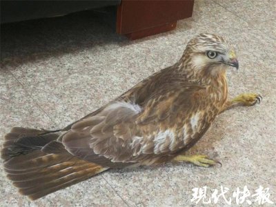 “狂”不起来了,“国保”鵟(ku á ng)受伤坠落车库