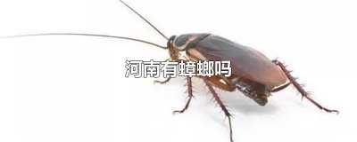 河南有蟑螂吗