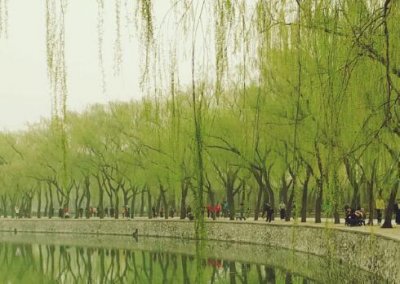 常见树木的名称和图片