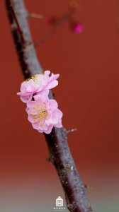 收藏!故宫梅花壁纸上新