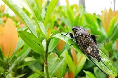 知了为什么夏天会死