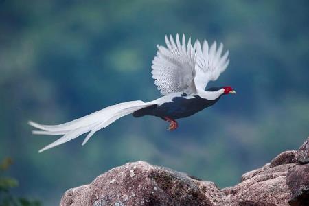 白鹇鸟和白鹭的区别