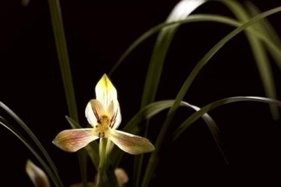 ​芝兰生幽谷全文原文