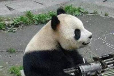 ​大熊猫咬人吗