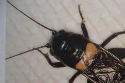 ​公蟋蟀叫还是母蟋蟀叫