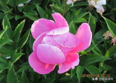 ​美丽芍药是芍药的一种，也是唯一受国家二级保护的珍稀芍药