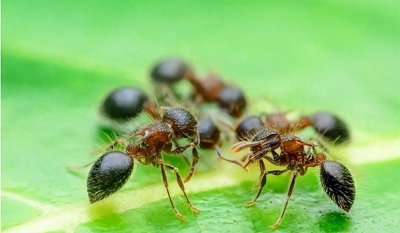 ​蚂蚁如何过冬的?怎么保证充足的食物与保暖呢？