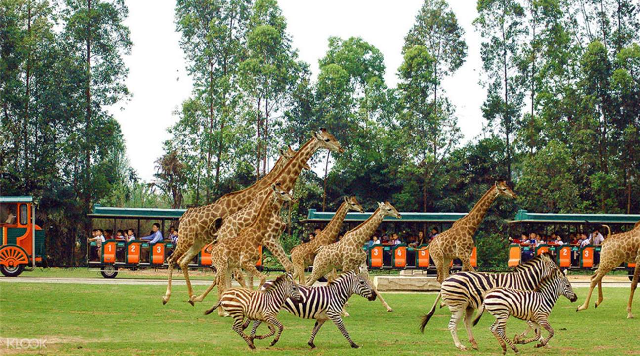 广州适合情侣游玩的地方有哪些(广州适合情侣去的旅游地方)