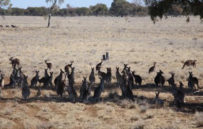 ​澳大利亚袋鼠泛滥达到5千万只，已无法遏制其增长