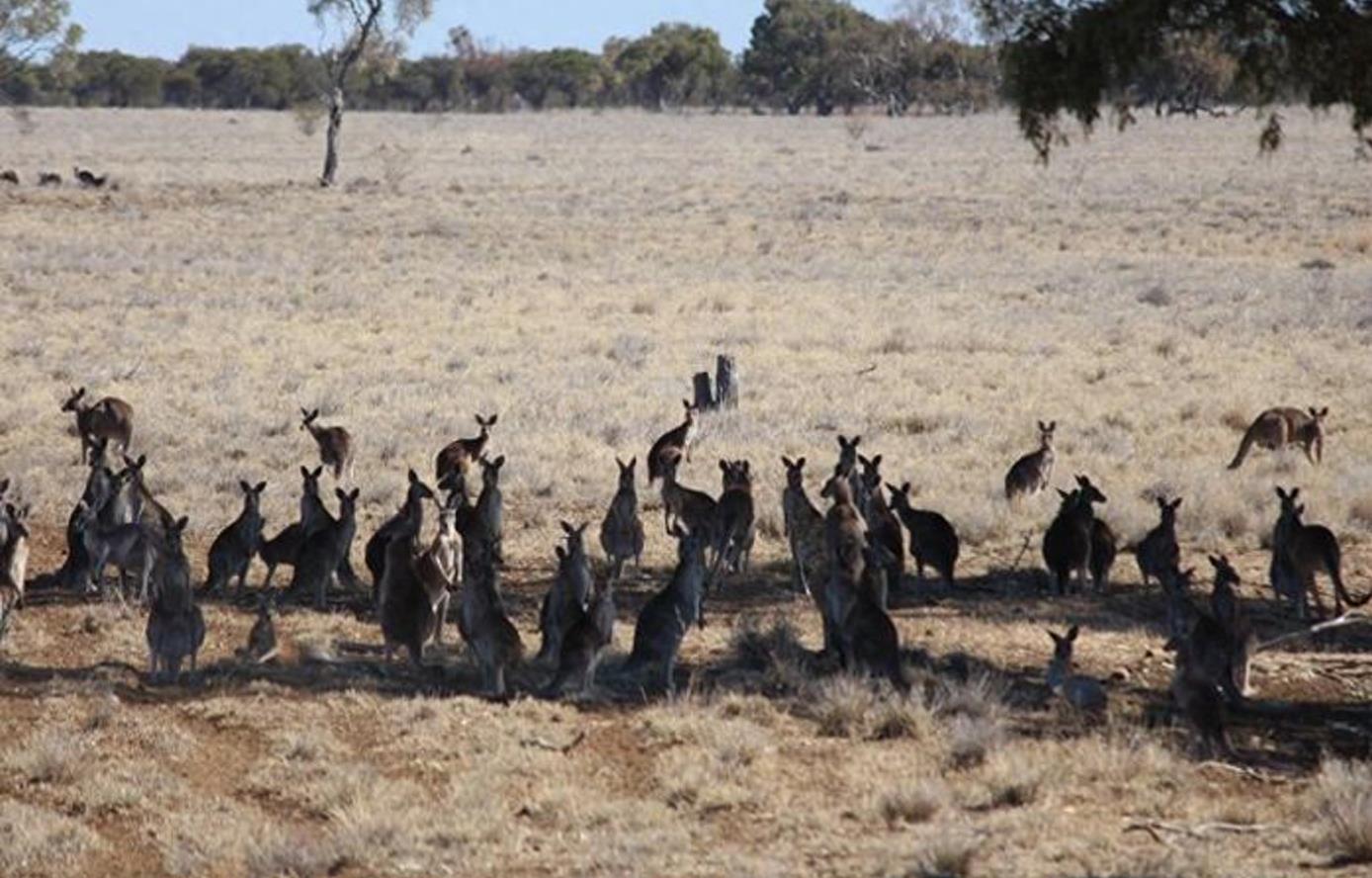澳大利亚袋鼠泛滥达到5千万只,已无法遏制其增长