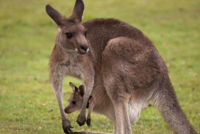 ​袋鼠袋子会不会很脏（袋鼠是怎么清洗自己的袋子的）