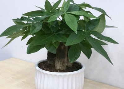 ​小发财树放哪里最旺财（应该放在家里的哪个位置）