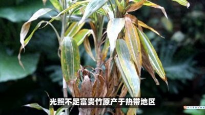​富贵竹黄叶怎么办？三大解决“技巧”，快学起来