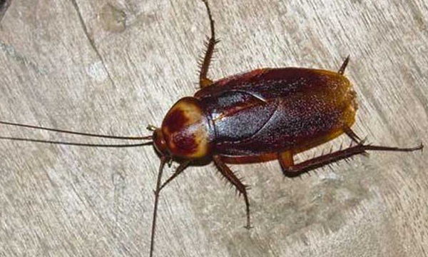 大蟑螂怎么来的,蟑螂是怎么出现在家里的图7