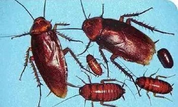 大蟑螂怎么来的,蟑螂是怎么出现在家里的图5