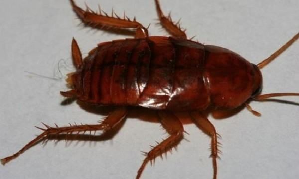 大蟑螂怎么来的,蟑螂是怎么出现在家里的图4