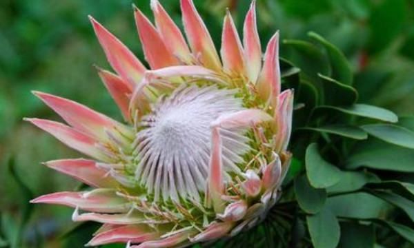 伏地魔是什么意思,形容女人伏地魔是什么意思图3