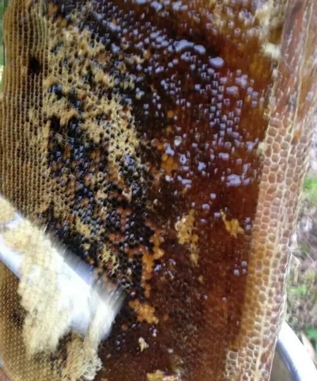 蜂皇浆和蜂王浆的区别，蜂王浆冻干片和蜂王浆有区别吗？图5