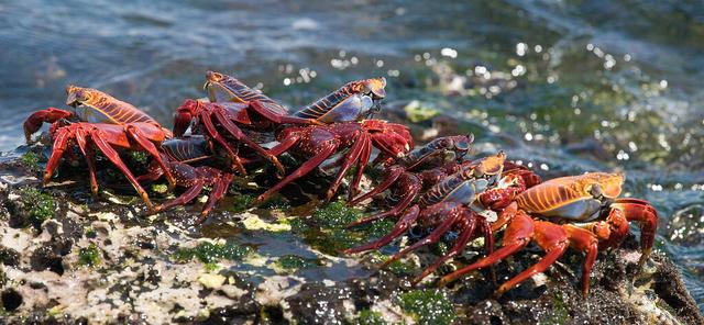 螃蟹的正确各种做法（配料简单味道足）(2)