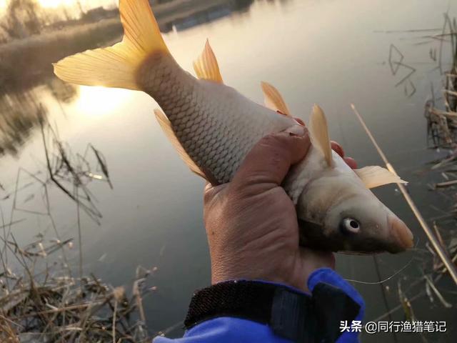 钓鲤鱼正确的方法（五个技巧送给你）(1)