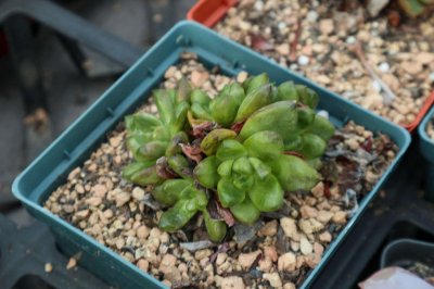 ​你的多肉一到夏天就死,他家的却长爆盆,为啥