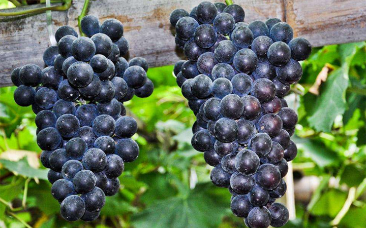 水晶葡萄成熟总被蜜蜂叮咬怎么办呢