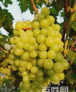 ​葡萄成熟老被蜜蜂吃怎么办,葡萄有马蜂有什么办法处理